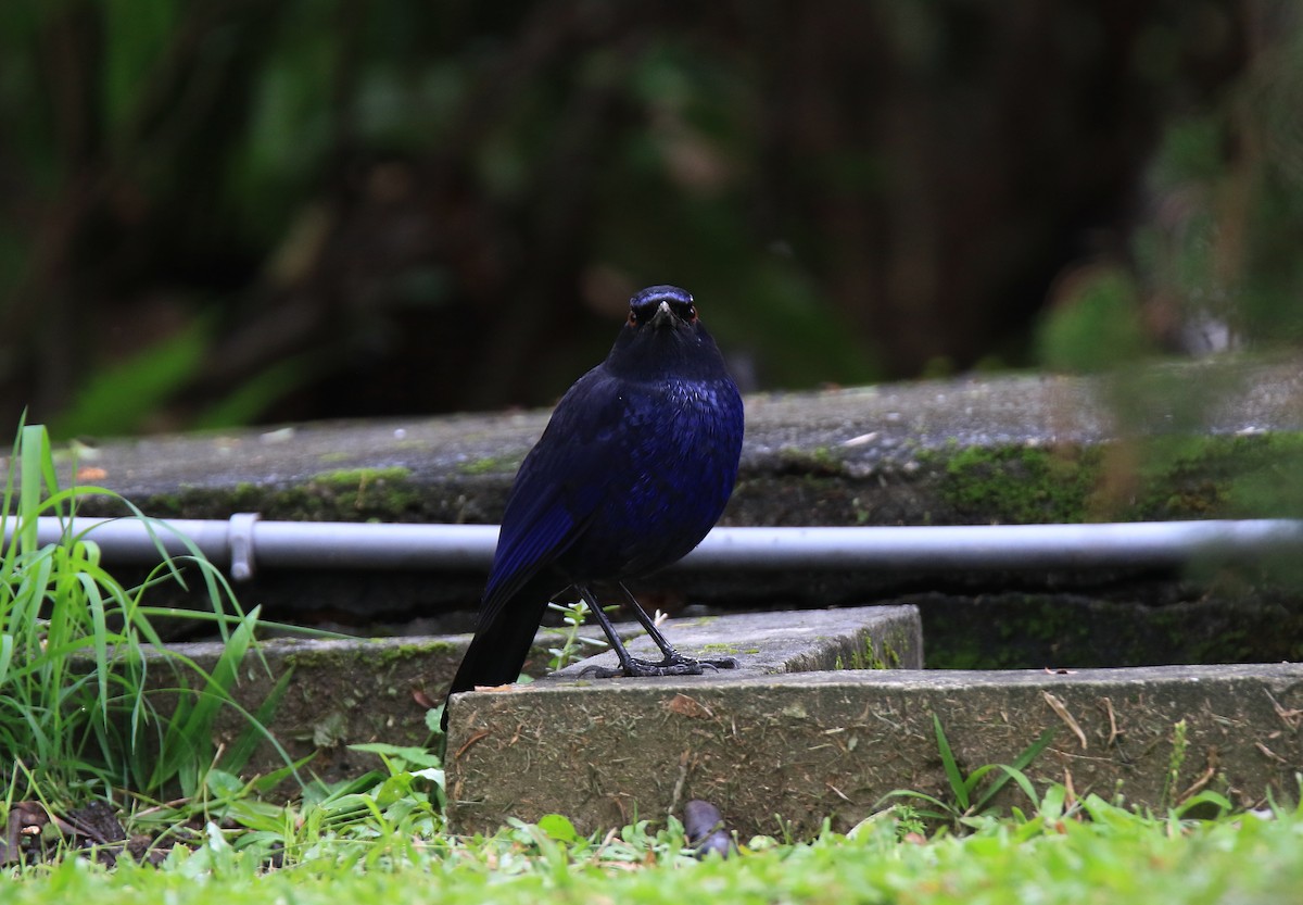 Тайваньская синяя птица - ML21860631