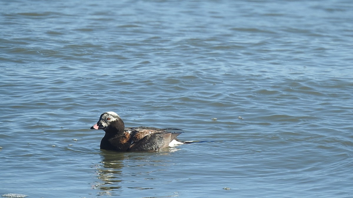 Long-tailed Duck - ML218606431