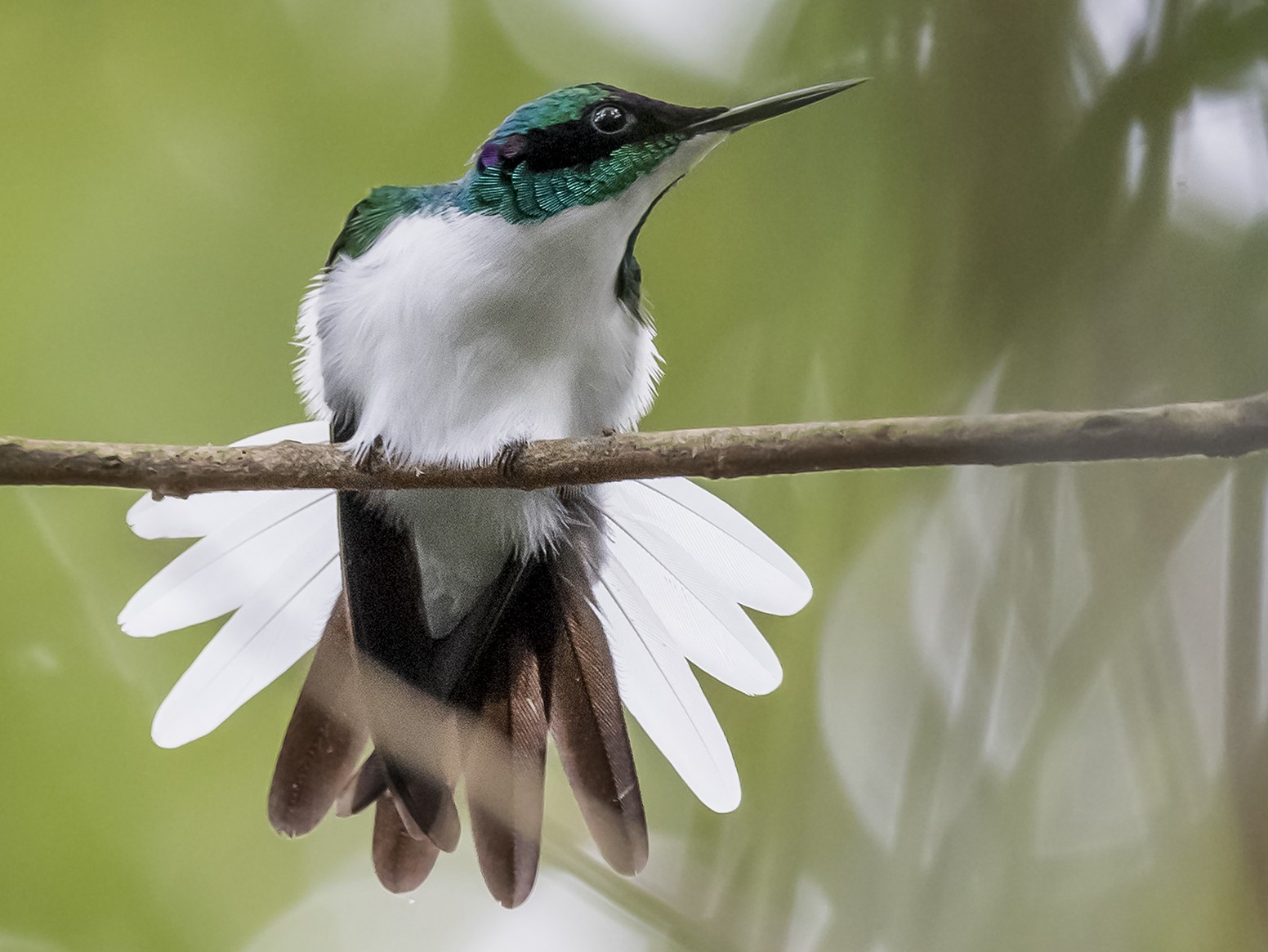Purple-crowned Fairy - eBird