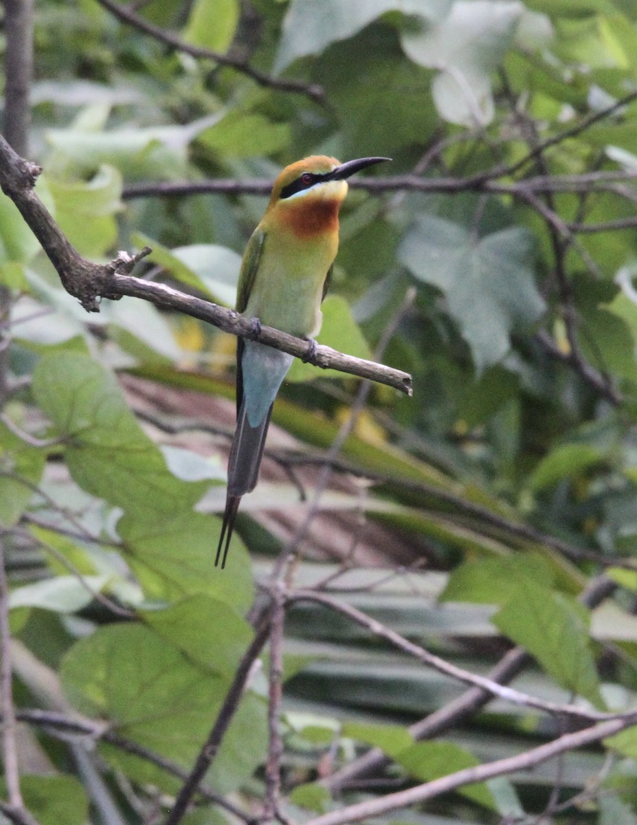 Blue-tailed Bee-eater - Lisa Davis