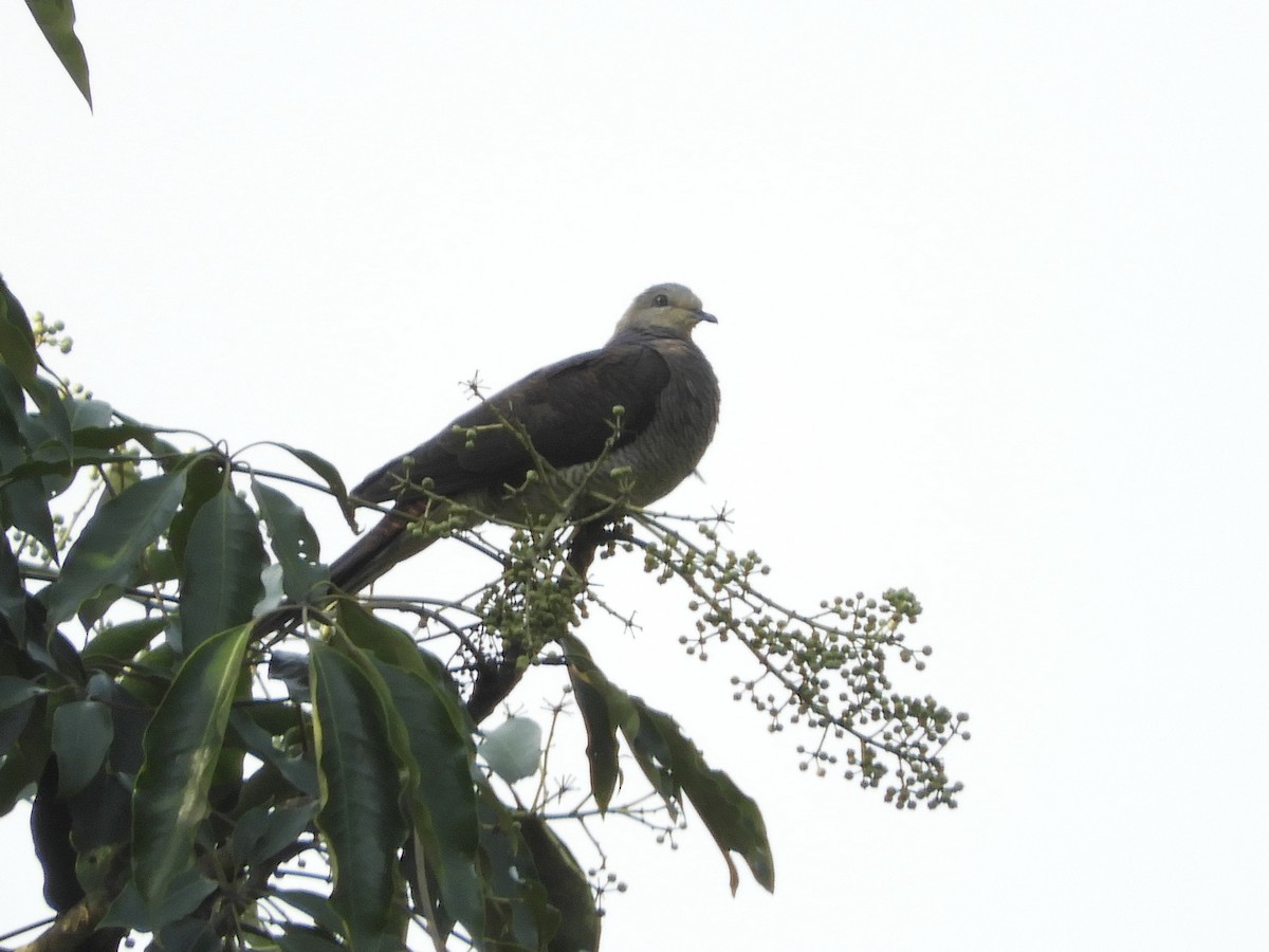 Barred Cuckoo-Dove - ML218613141