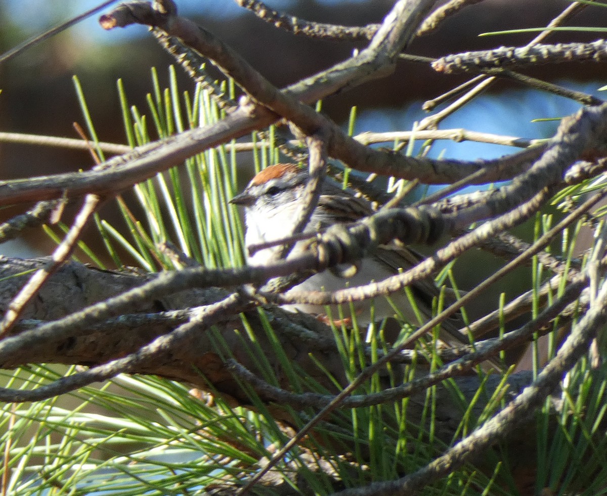 Chipping Sparrow - ML218615771