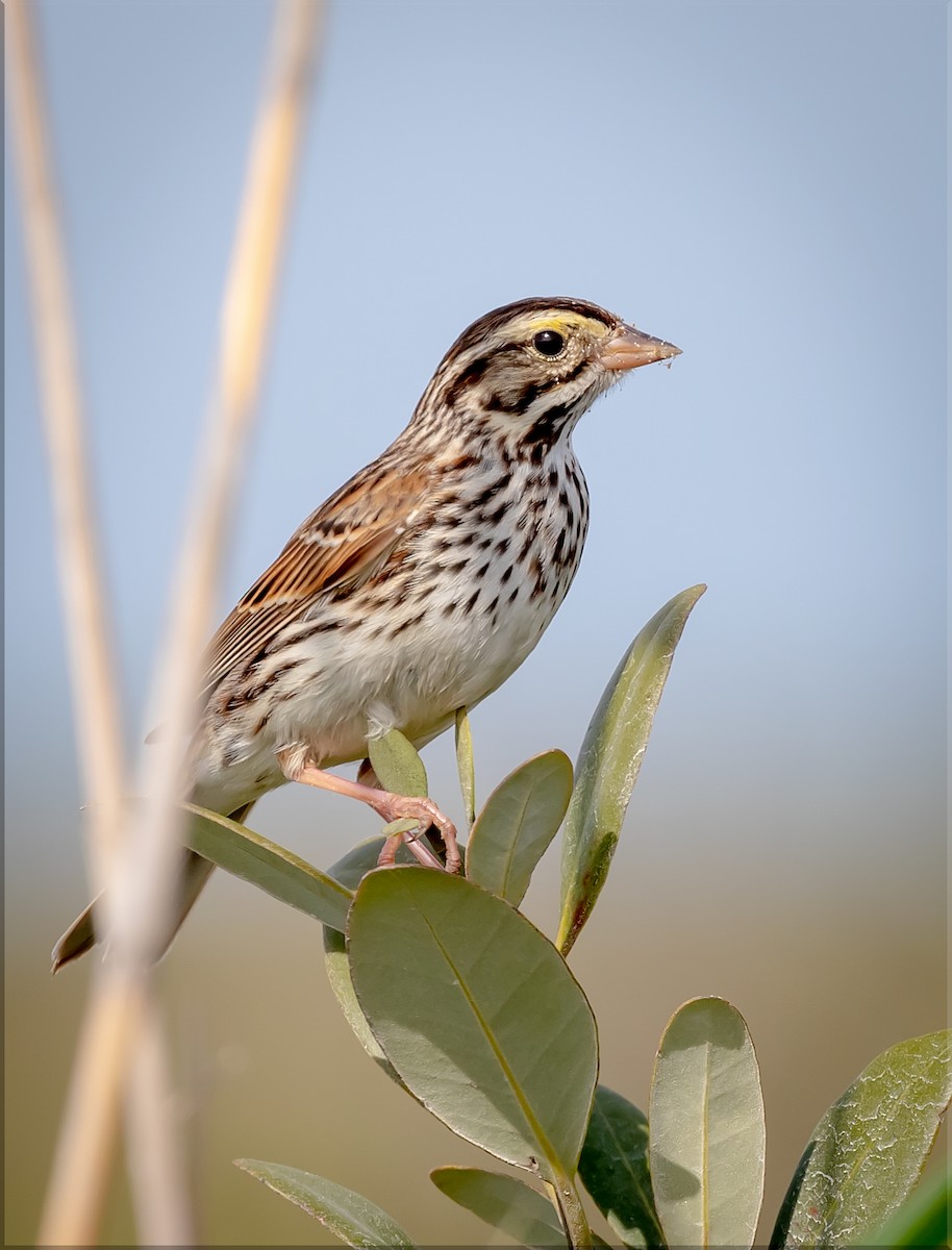 Savannah Sparrow - ML218617511