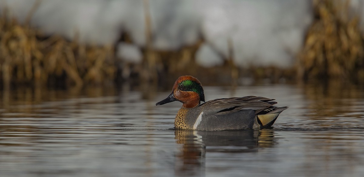 Green-winged Teal - ML218619531