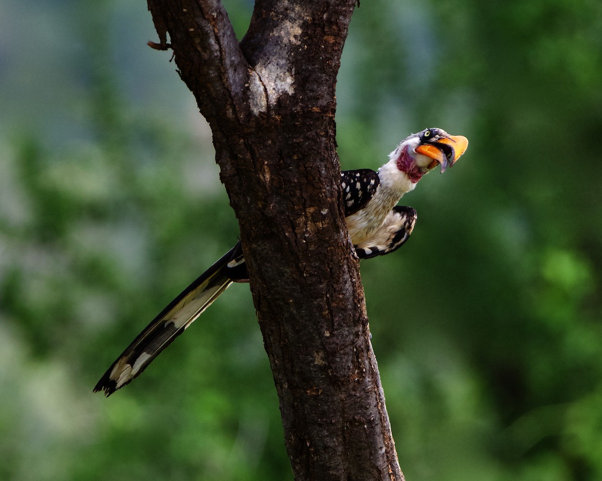 Eastern Yellow-billed Hornbill - Peder Svingen