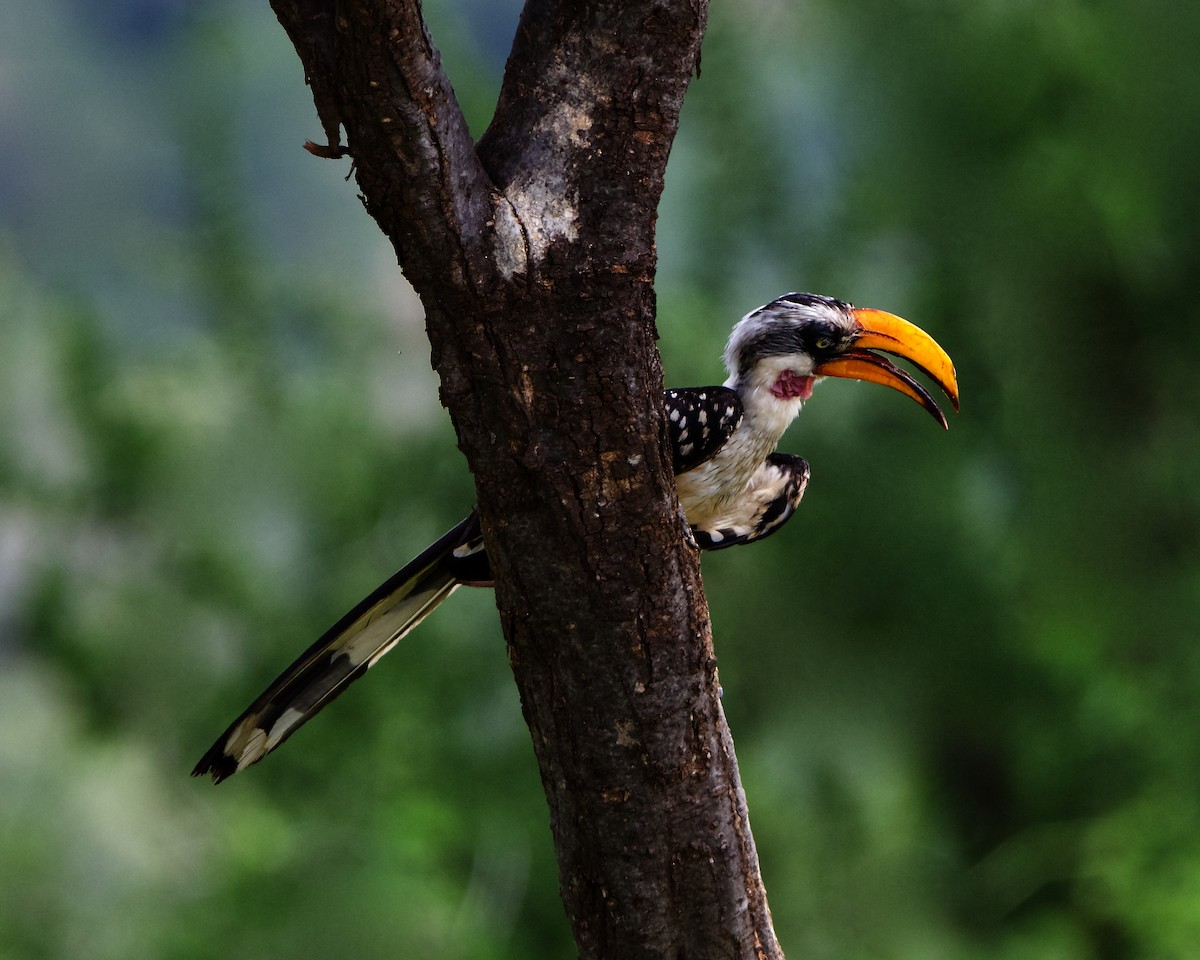 Eastern Yellow-billed Hornbill - Peder Svingen