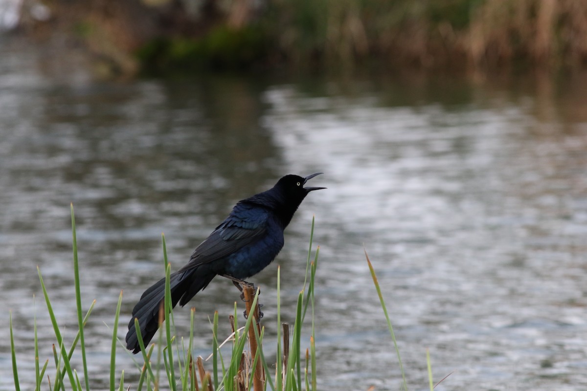 Great-tailed Grackle - ML218620471