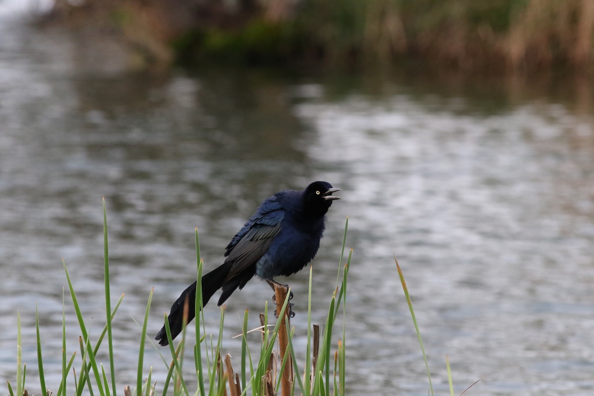 Great-tailed Grackle - ML218620611