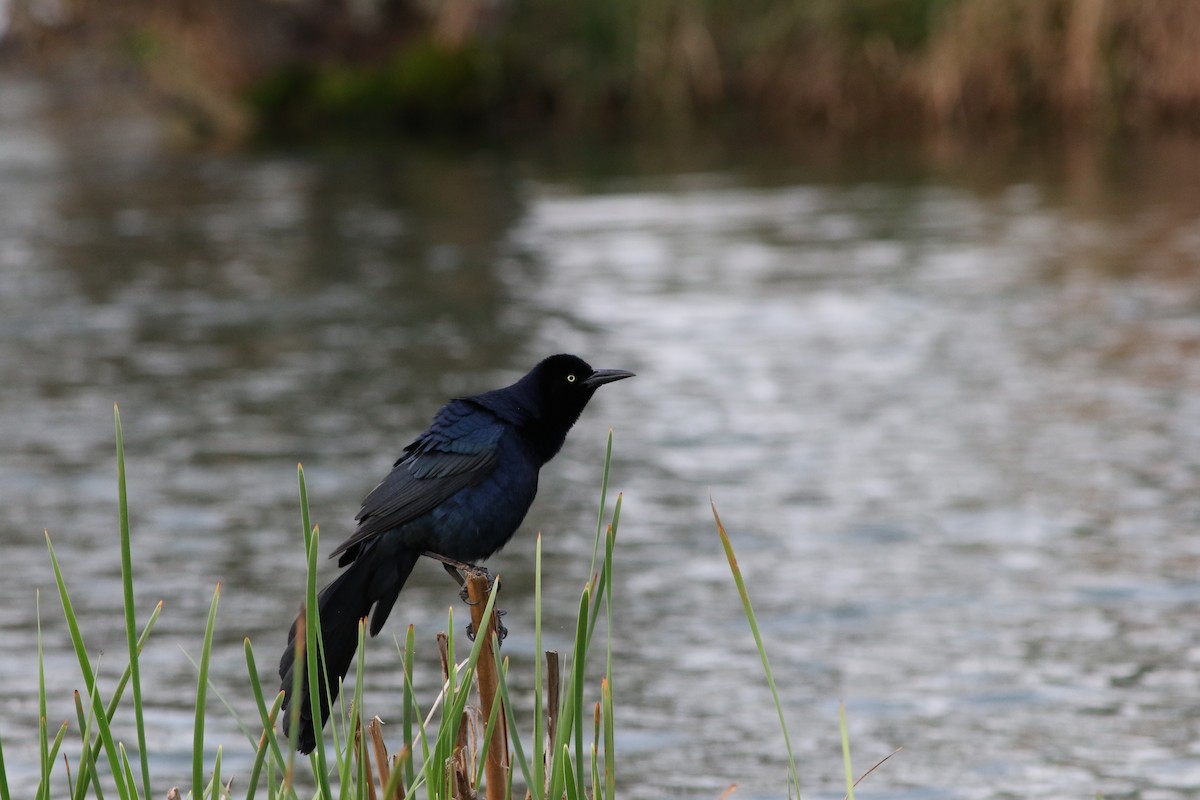 Great-tailed Grackle - ML218620831