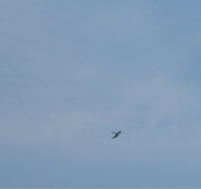 Swallow-tailed Kite - ML218622721