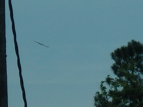 Swallow-tailed Kite - ML218622891