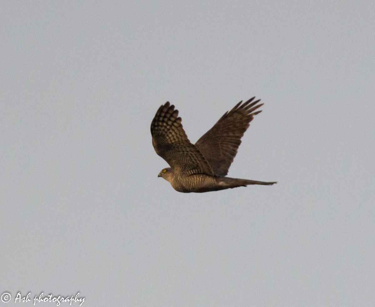 Eurasian Sparrowhawk - Ashwini Bhatt