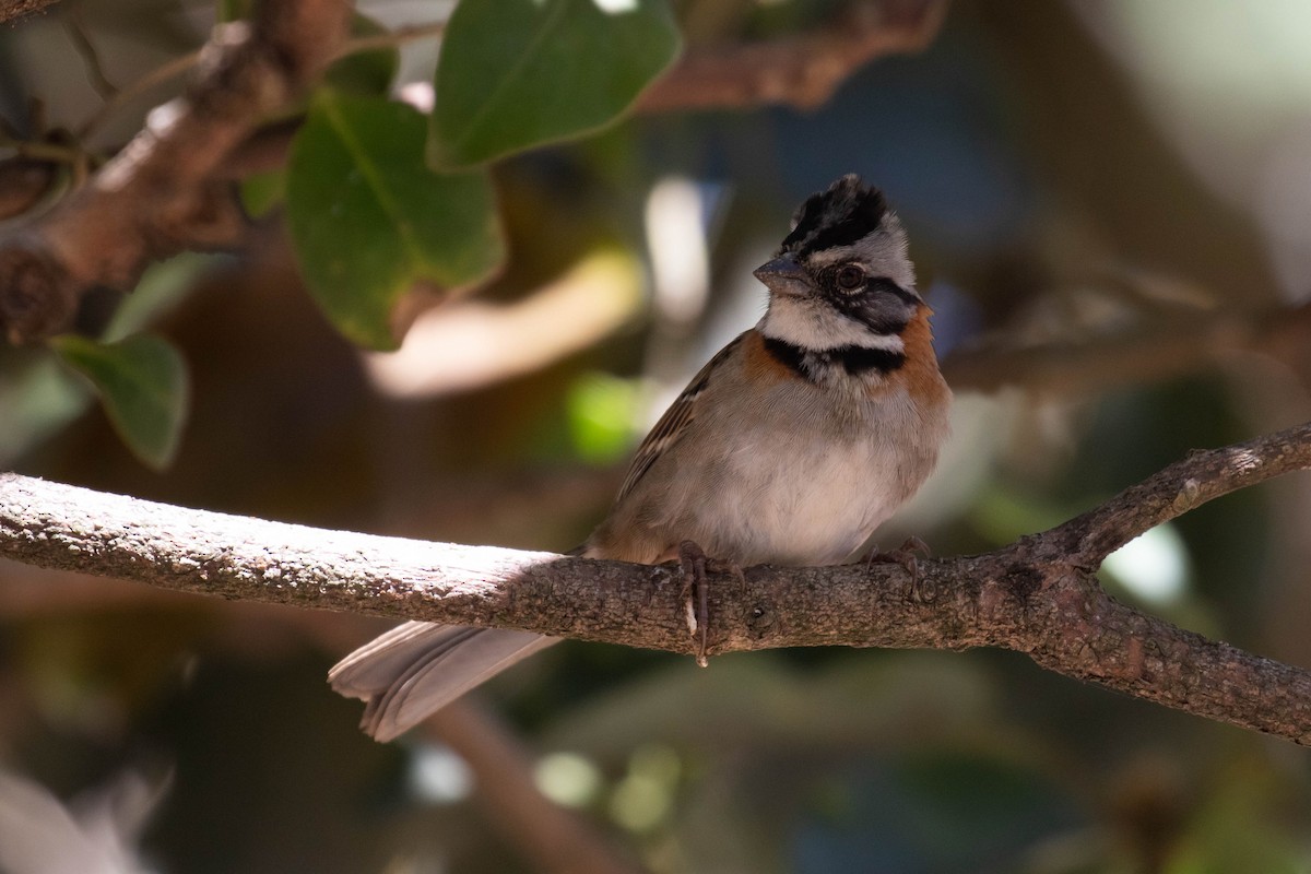 Rufous-collared Sparrow - Alex Lamoreaux