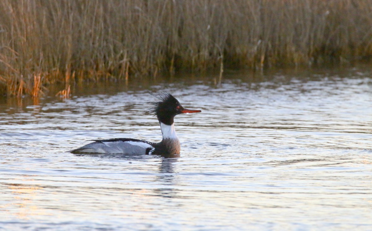 Red-breasted Merganser - Devin Griffiths