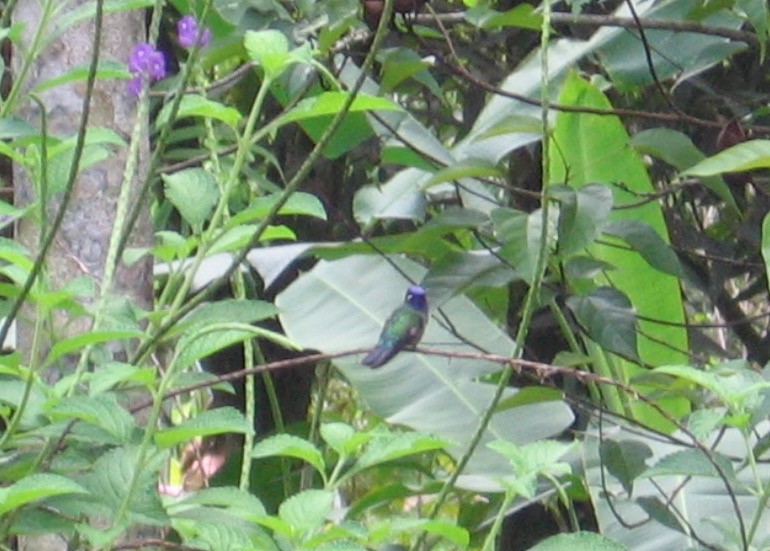 Violet-headed Hummingbird - John G. Phillips