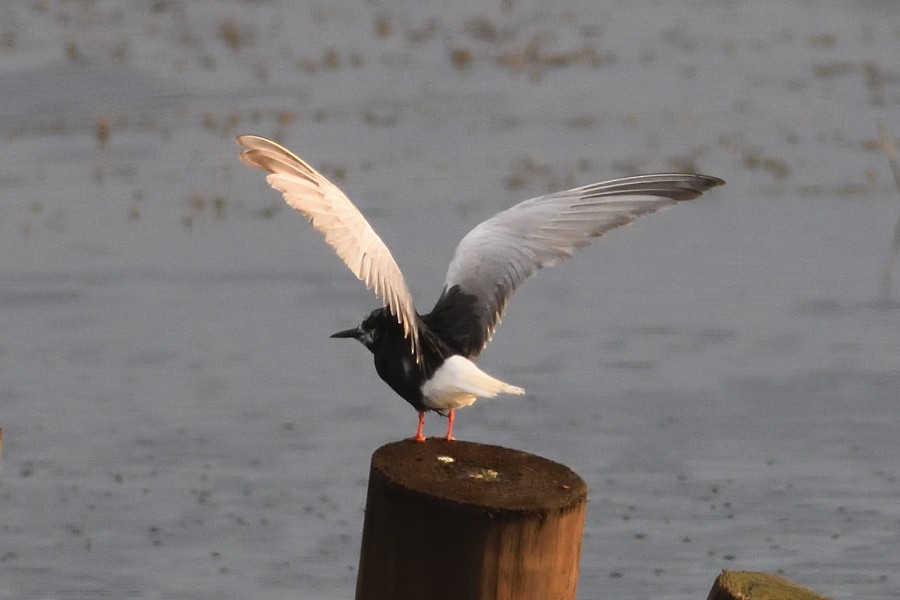 White-winged Tern - ML218635901