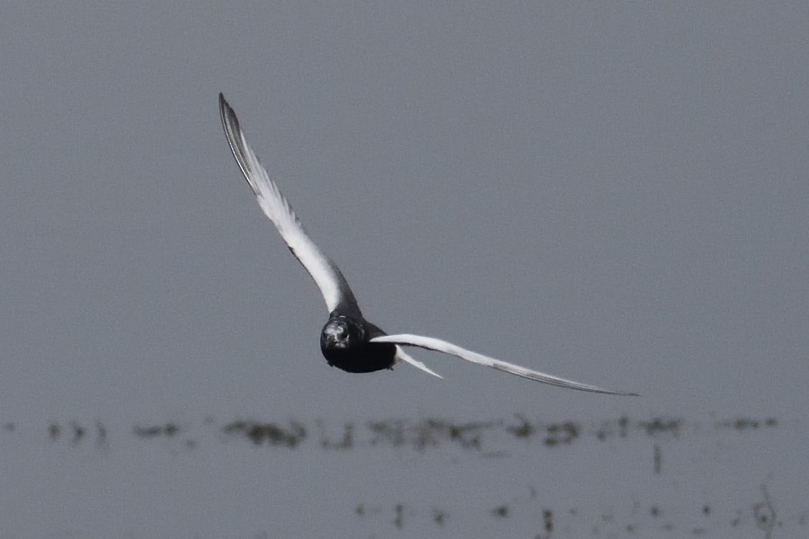 White-winged Tern - ML218636101