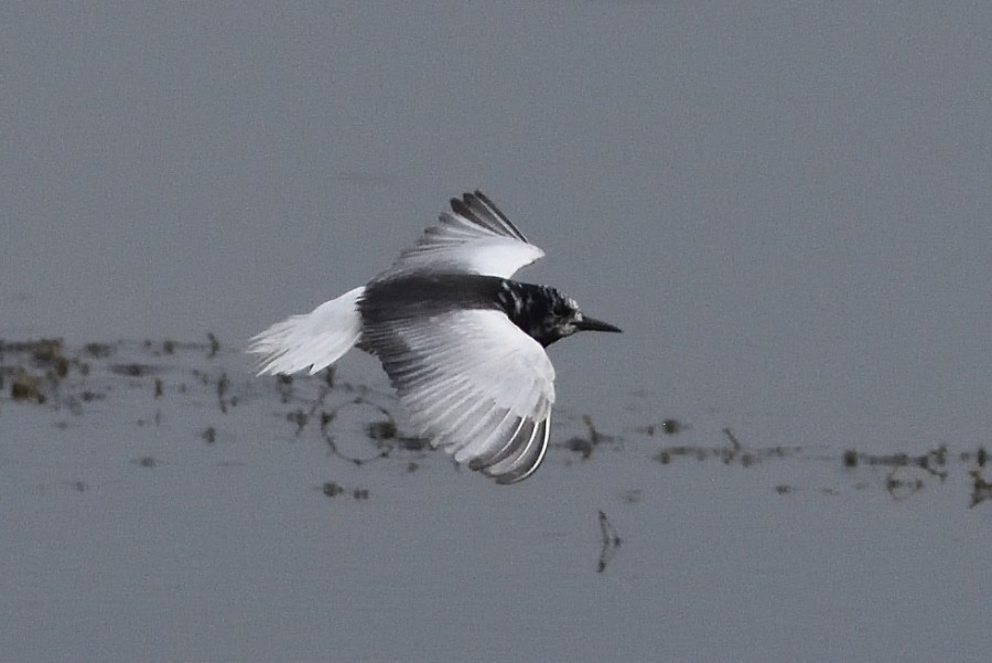White-winged Tern - ML218636141