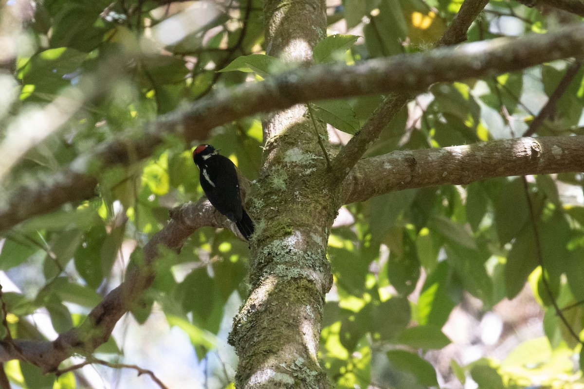 Hairy Woodpecker (Costa Rican) - ML218637751