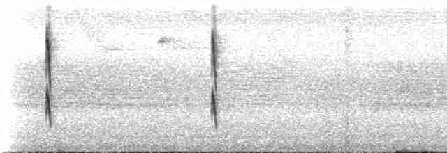 Колібрі-шаблекрил юкатанський (підвид pampa) - ML218642