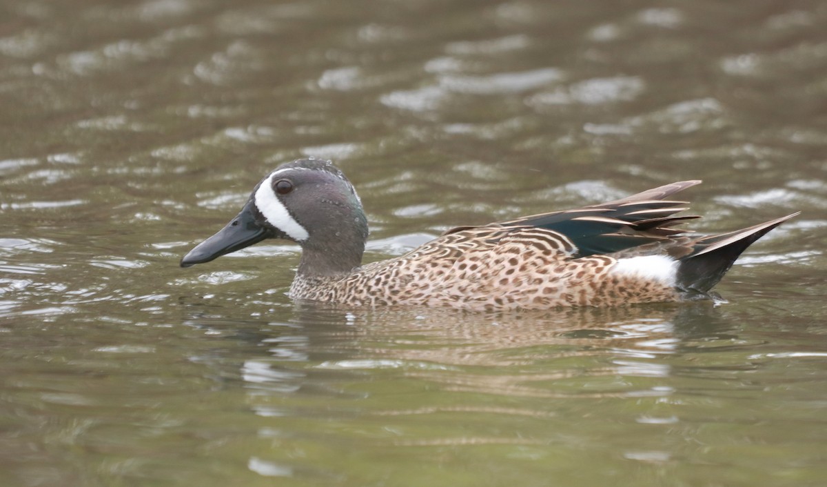 Blue-winged Teal - ML218642911
