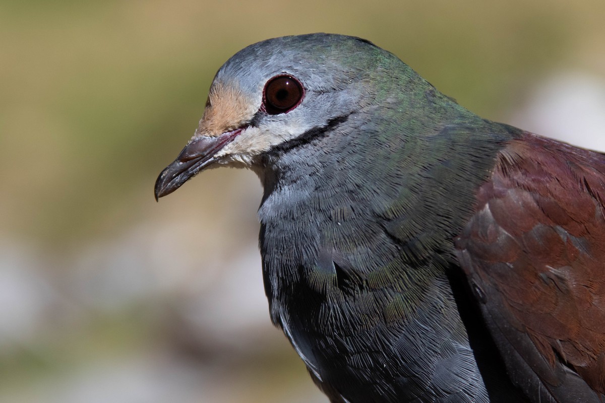 Buff-fronted Quail-Dove - ML218644041
