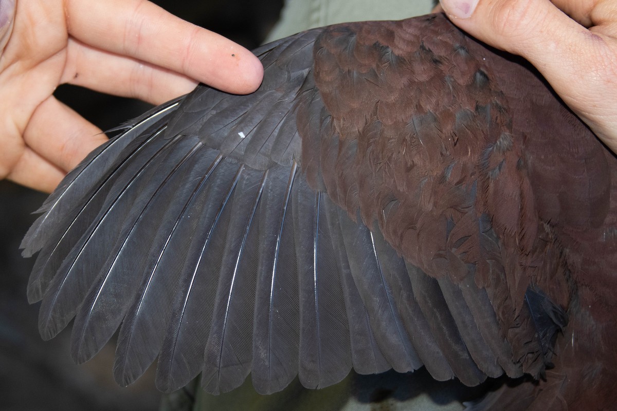 Buff-fronted Quail-Dove - ML218644061