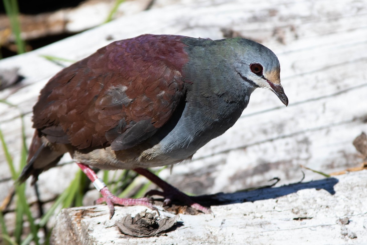 Buff-fronted Quail-Dove - ML218644071