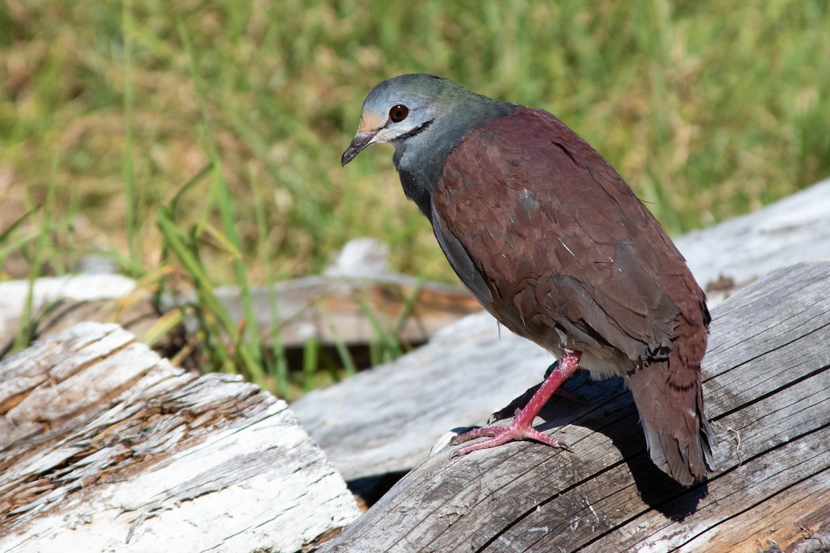 Buff-fronted Quail-Dove - ML218644081