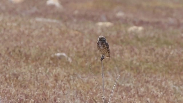 Burrowing Owl (Western) - ML218644341