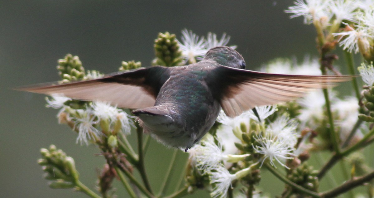 Ruby-throated Hummingbird - Dan Maxwell