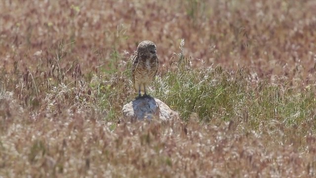 Burrowing Owl (Western) - ML218644681