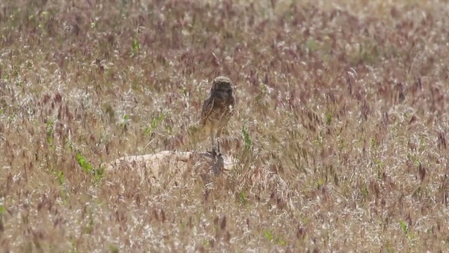 Burrowing Owl (Western) - ML218644981