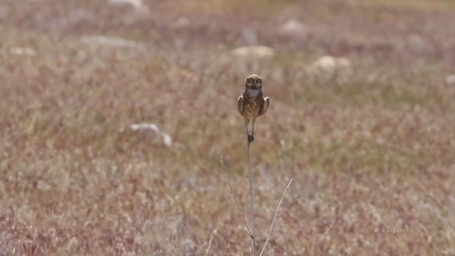 Burrowing Owl (Western) - ML218645081
