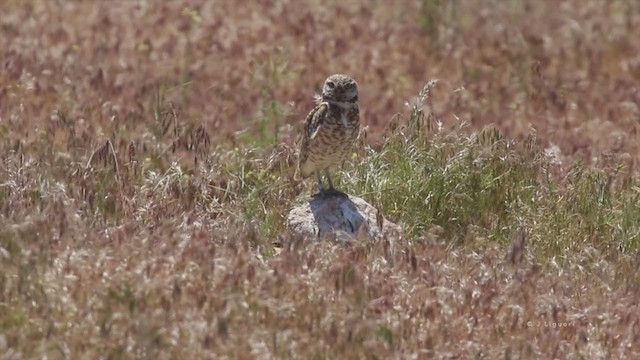 Burrowing Owl (Western) - ML218645141