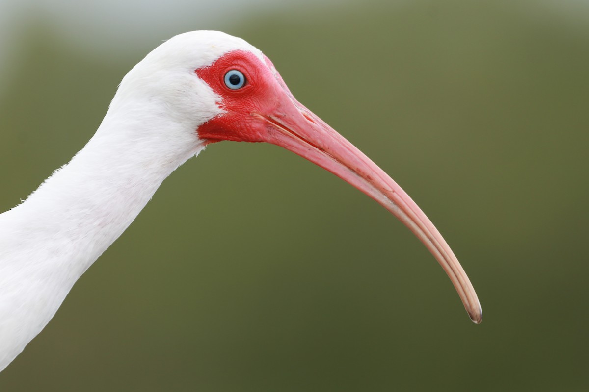 ibis bílý - ML218645551