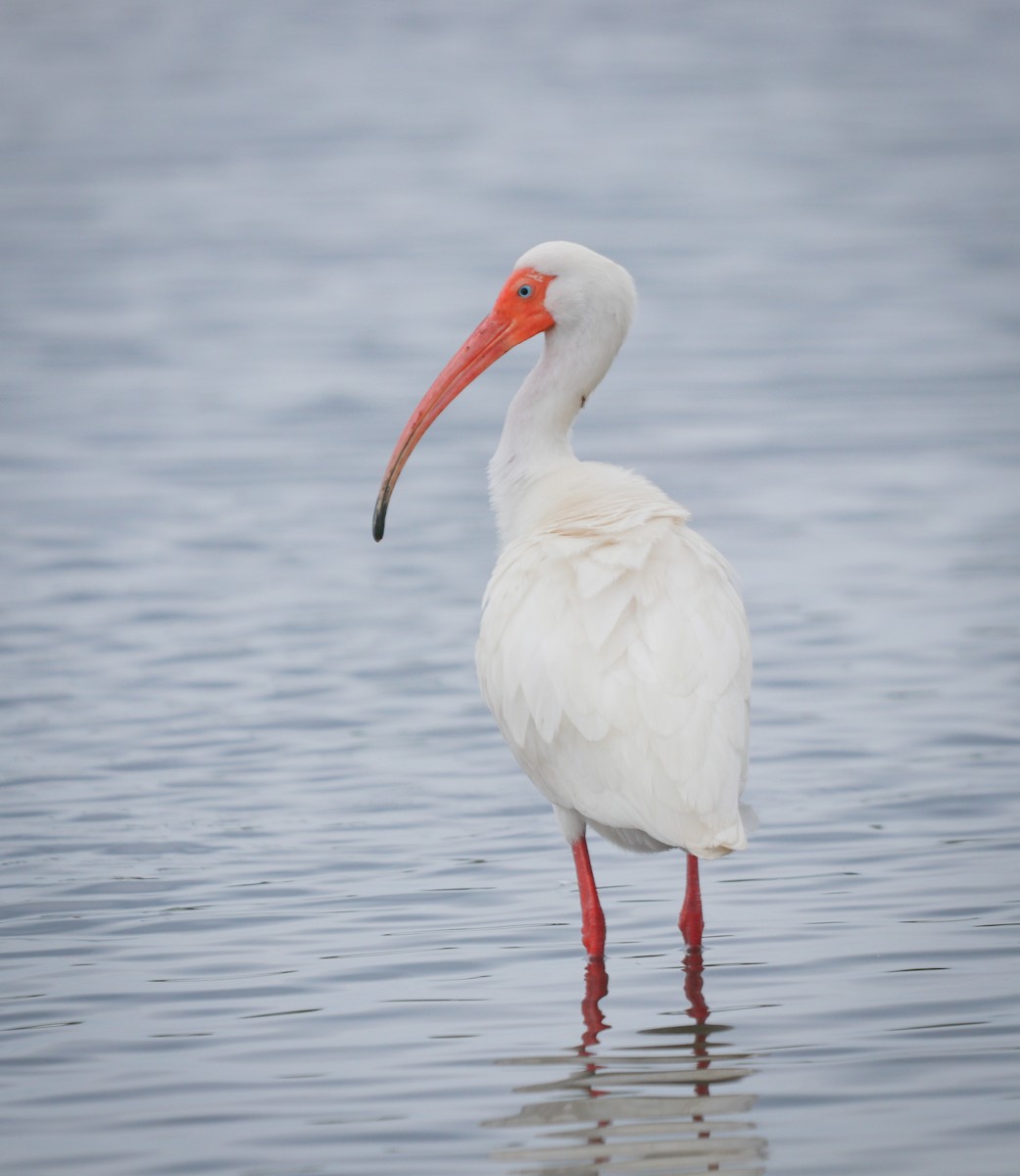 ibis bílý - ML218645591