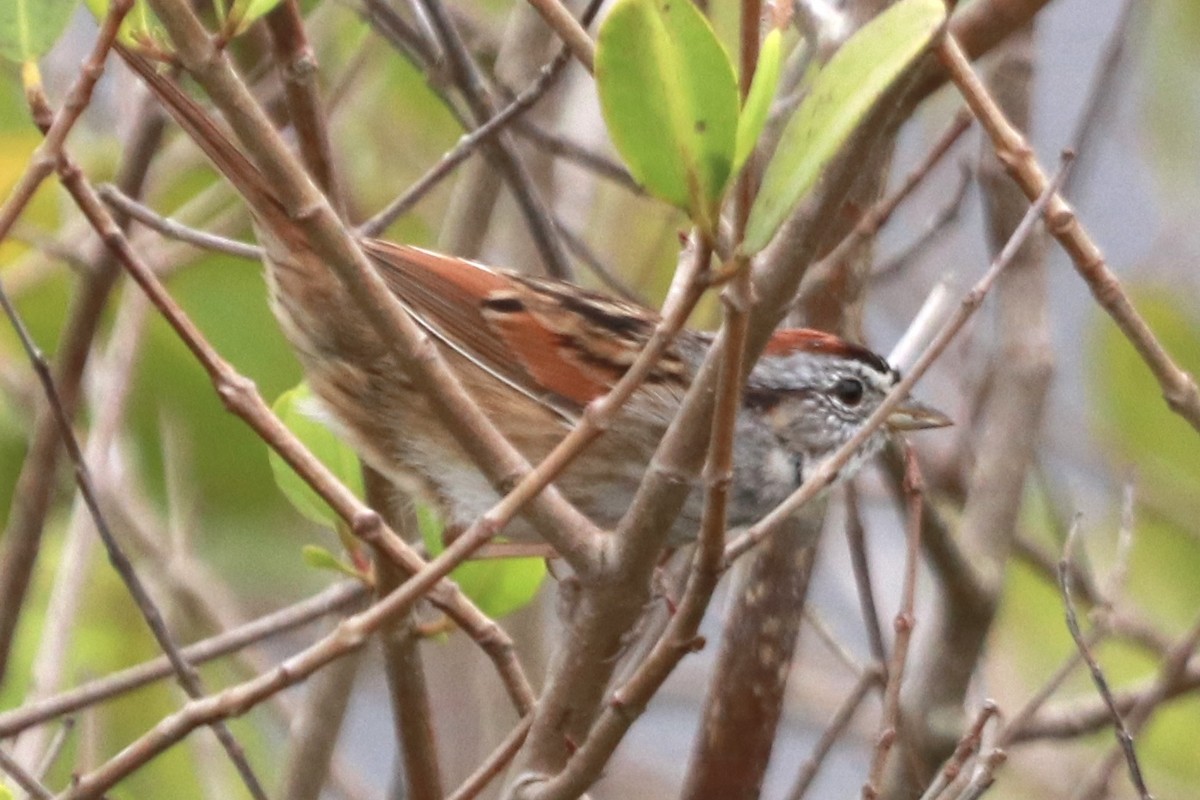 Swamp Sparrow - ML218646161