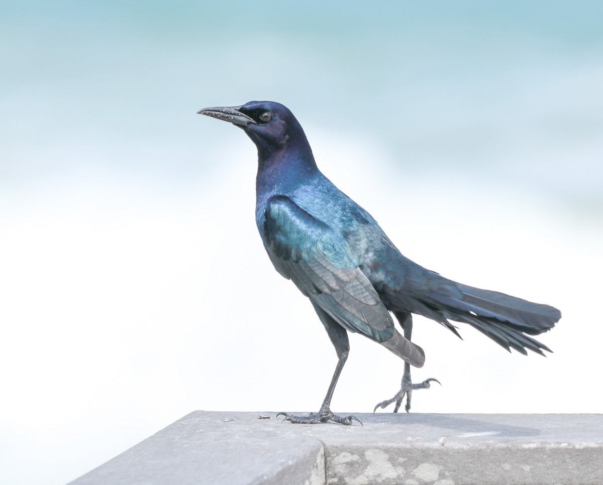 Boat-tailed Grackle - ML218646231