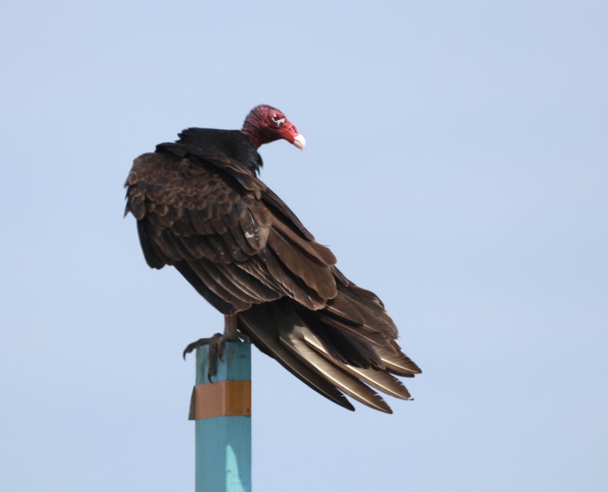 Turkey Vulture - Zebedee Muller