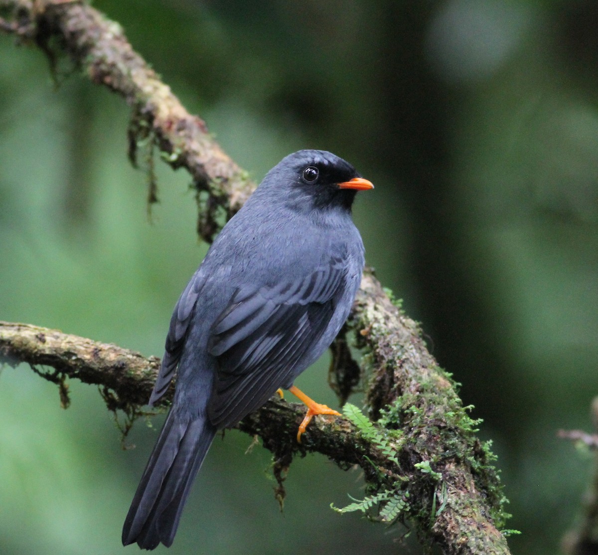 Black-faced Solitaire - ML21864721
