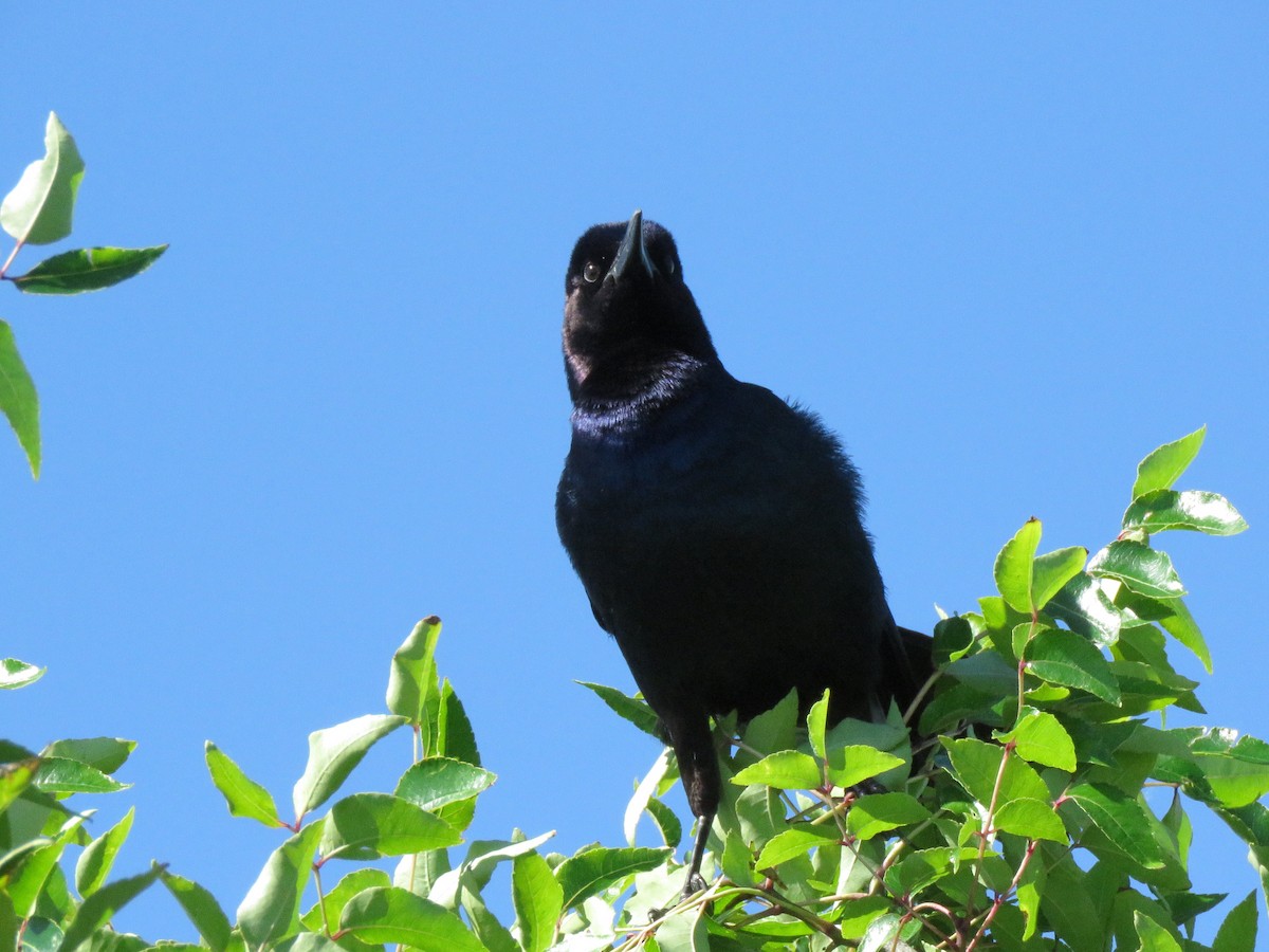 Boat-tailed Grackle - ML218647811