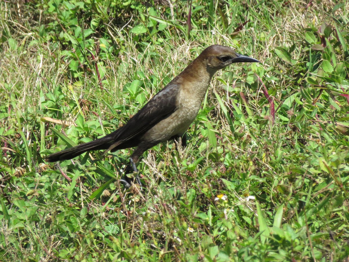 Boat-tailed Grackle - ML218647921