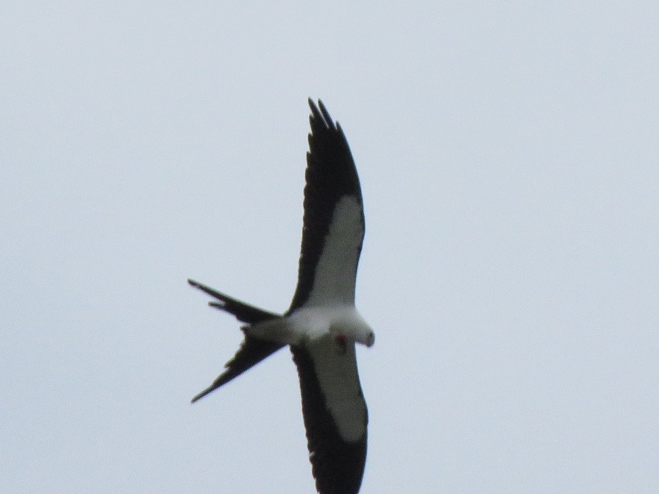 Swallow-tailed Kite - ML218648371