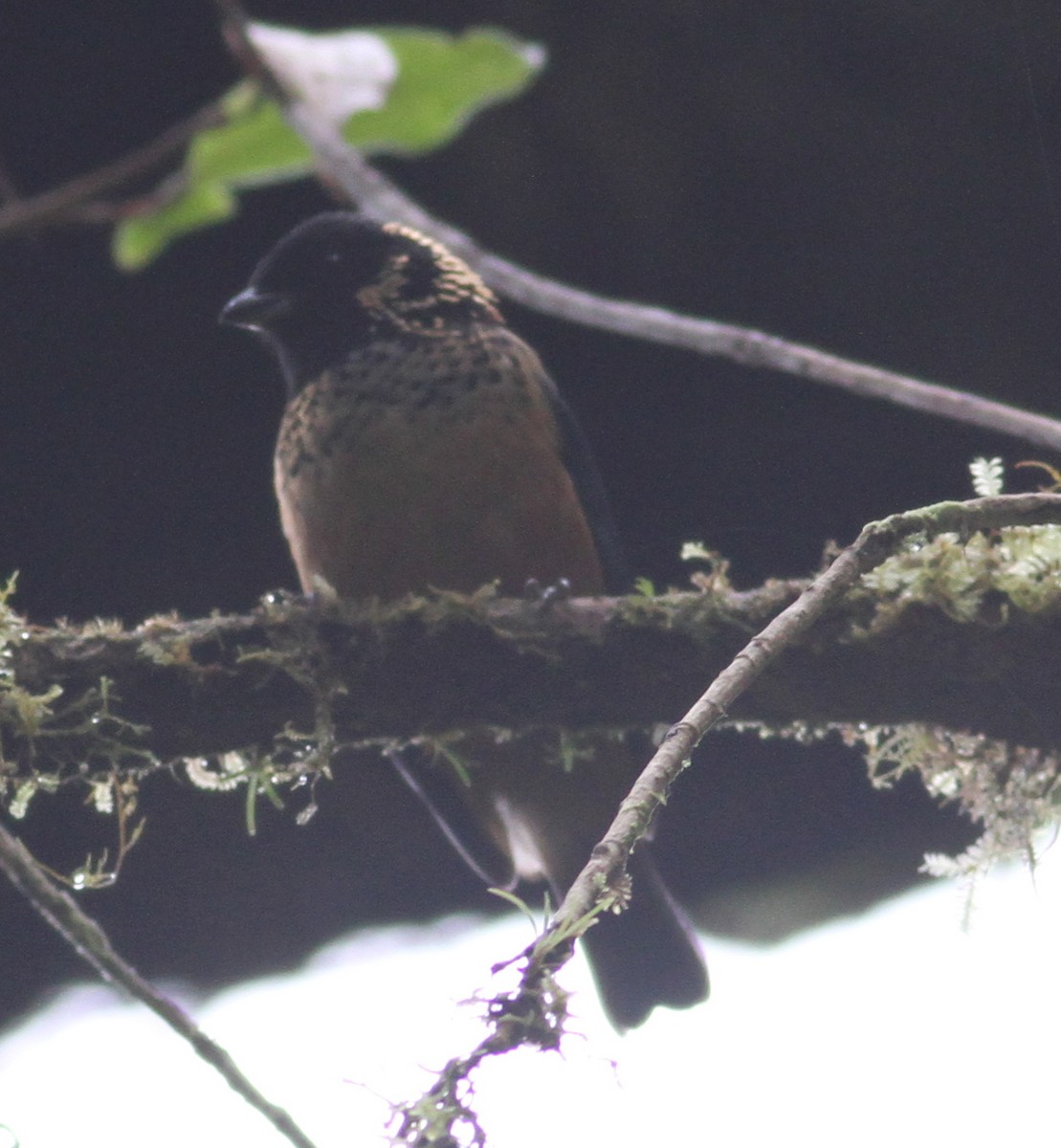 Spangle-cheeked Tanager - ML21864961