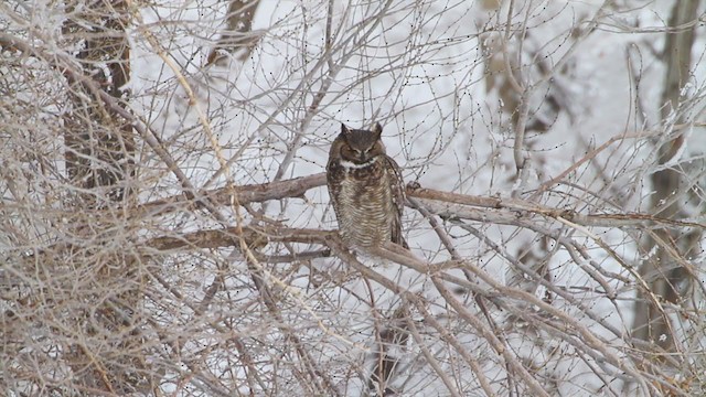 Great Horned Owl - ML218649621