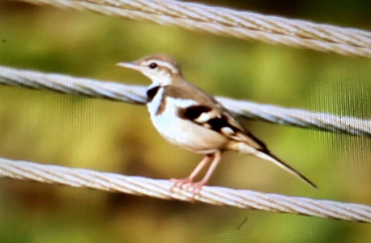 Forest Wagtail - ML218651541