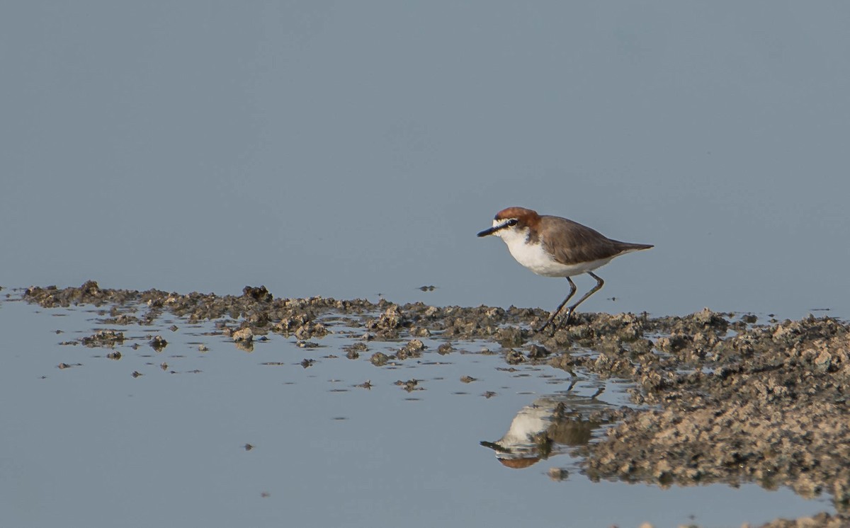 Red-capped Plover - ML218653041