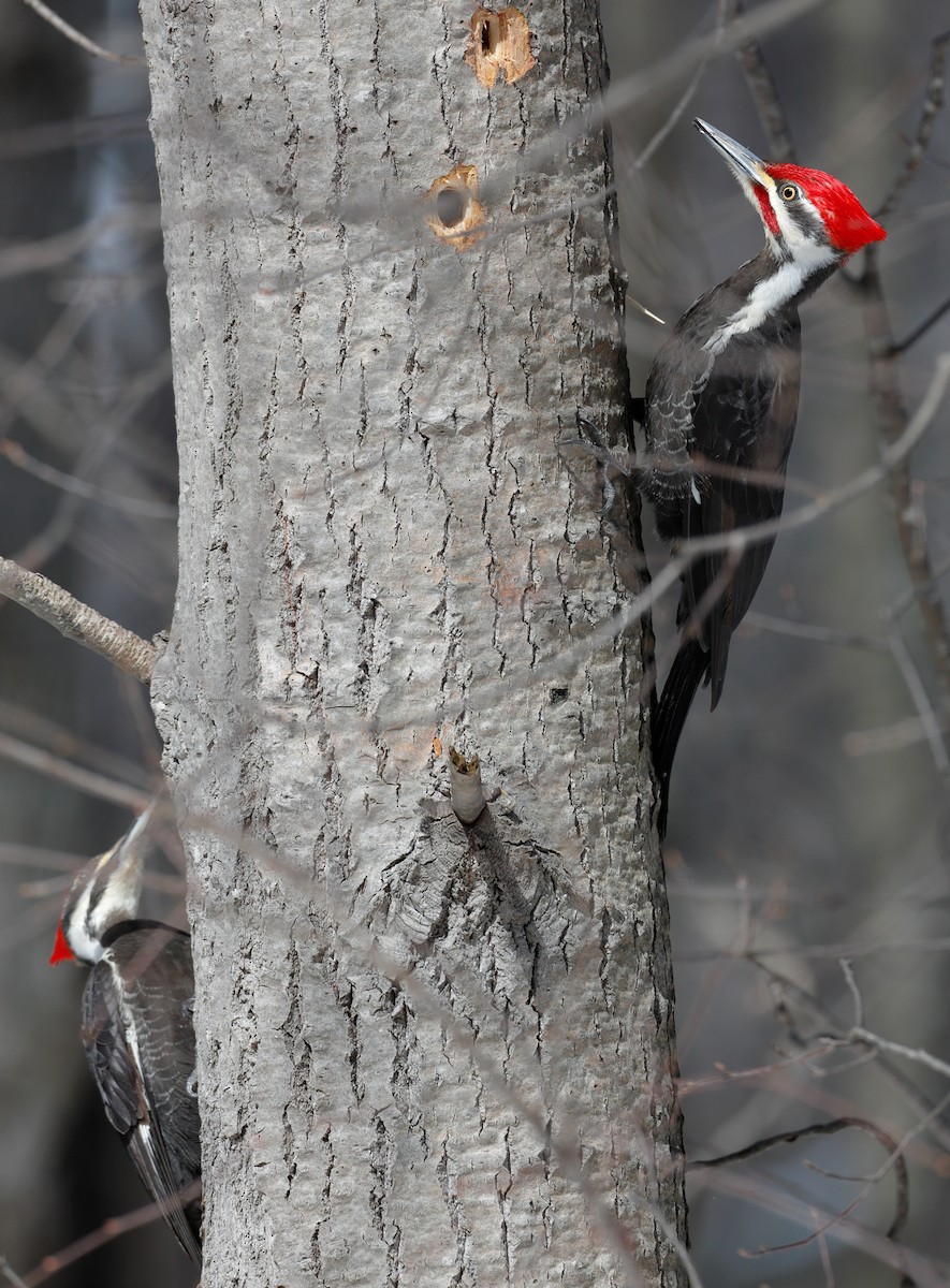 Pileated Woodpecker - ML218653991
