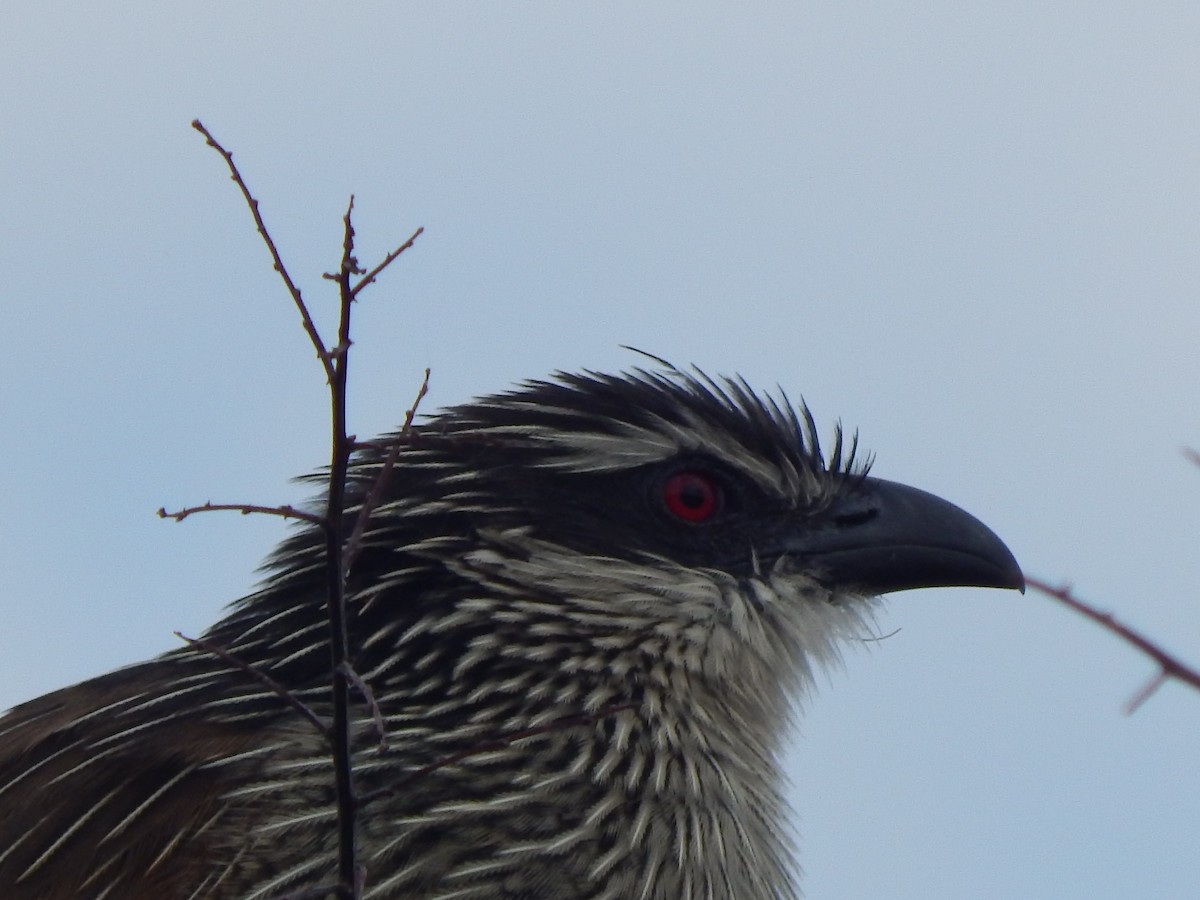 White-browed Coucal - ML218656141
